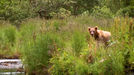 el oso kodiak adulto (ursus arctos middendorffi) cruza el arroyo a los osos juveniles nwr 2007