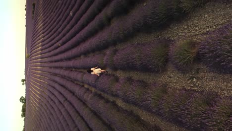 woman walks through vibrant lavender fields in valensole, france at sunset, aerial view