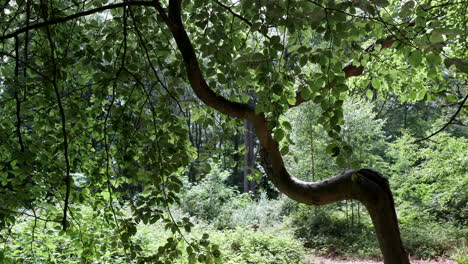 A-bent-Beech-Tree-in-full-leaf-in-an-English-Woodland,-Worcestershire,-UK