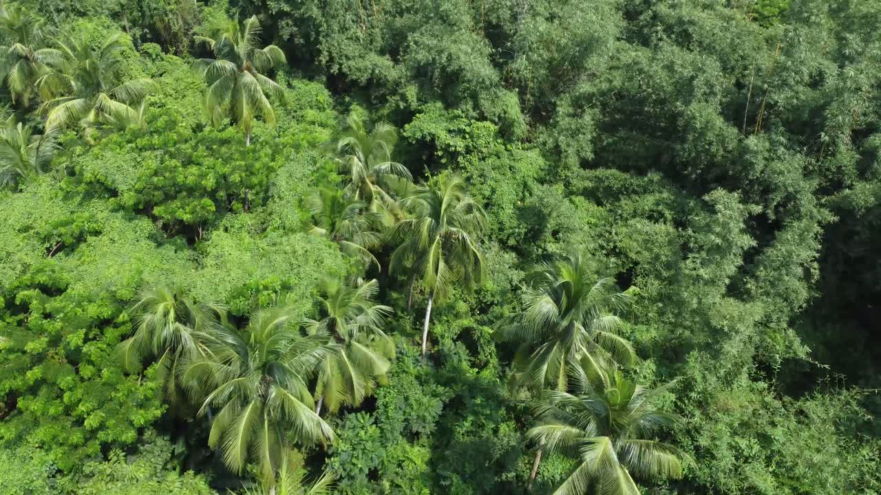 vista aérea de una especie de jungla o bosque verde profundo