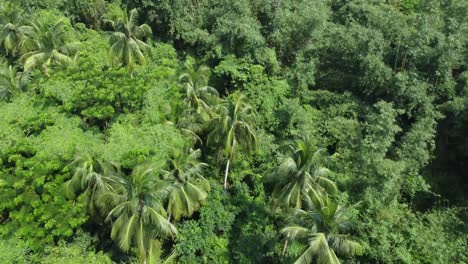 aerial view sort of deep green jungle or forest