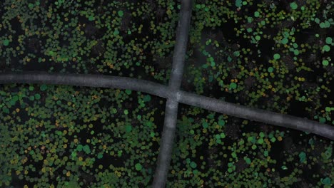 Top-down-clockwise-rotation-aerial-view-of-pathway-through-a-pond-of-water-lilies-in-the-Mekong-Delta-Vietnam