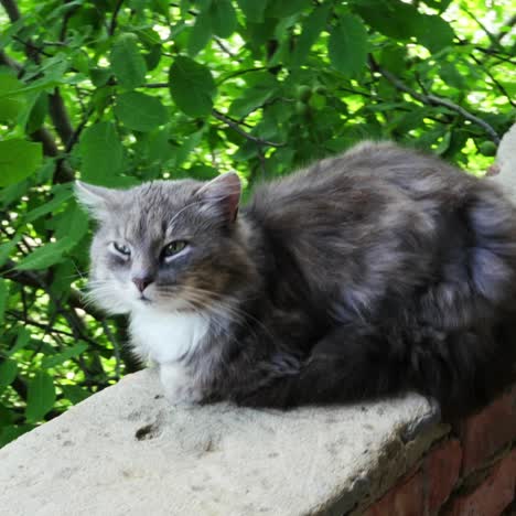 cat resting on the curb