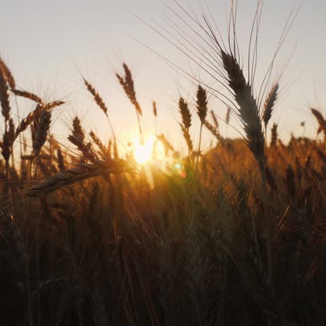 Wheat-field-at-sunset-1