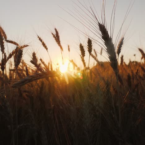 campo de trigo al atardecer 1