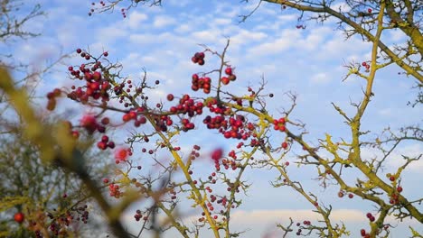 red berries on a branch. beautiful red dog rose winter berries on a branch in the countryside against a cloudy blue sky