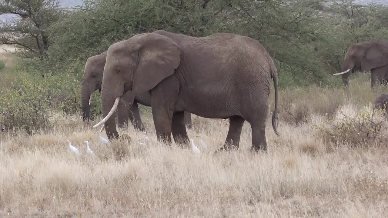 ELEPHANTS GRAZING IN THE JUNGLE