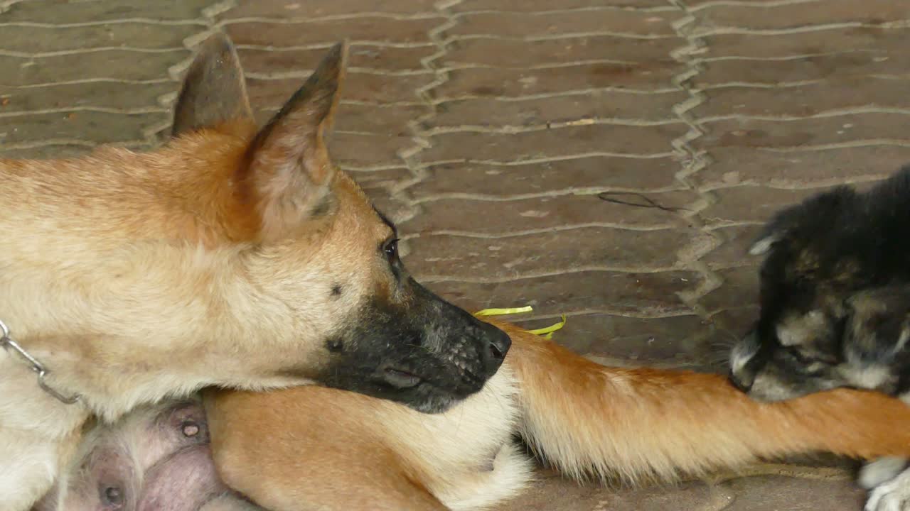 perro cachorro jugando