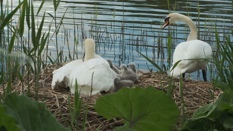 swan parents in nest taking care of their baby swans