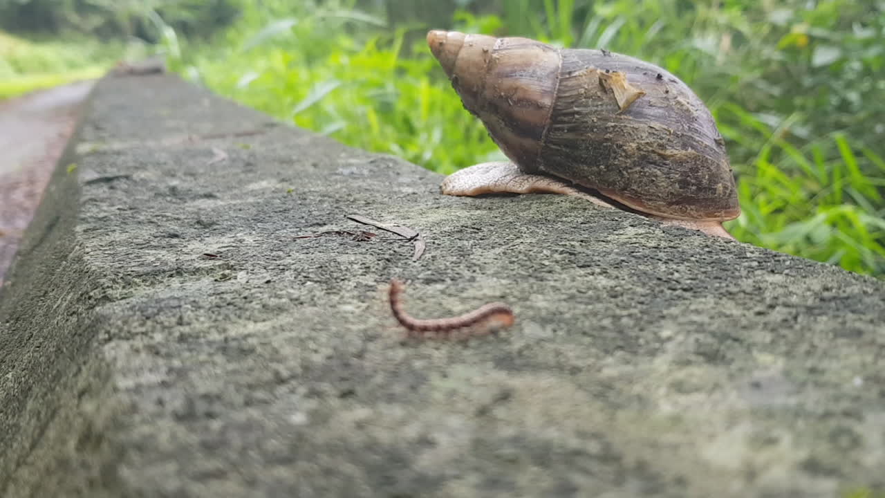 Time lapse of 29 secs of a snail, an ant and a caterpillar
