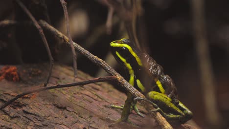 Closeup of a Peruvian poison dart frog opening its mouth on a rainforest log with tiny tadpoles nestled along its back.