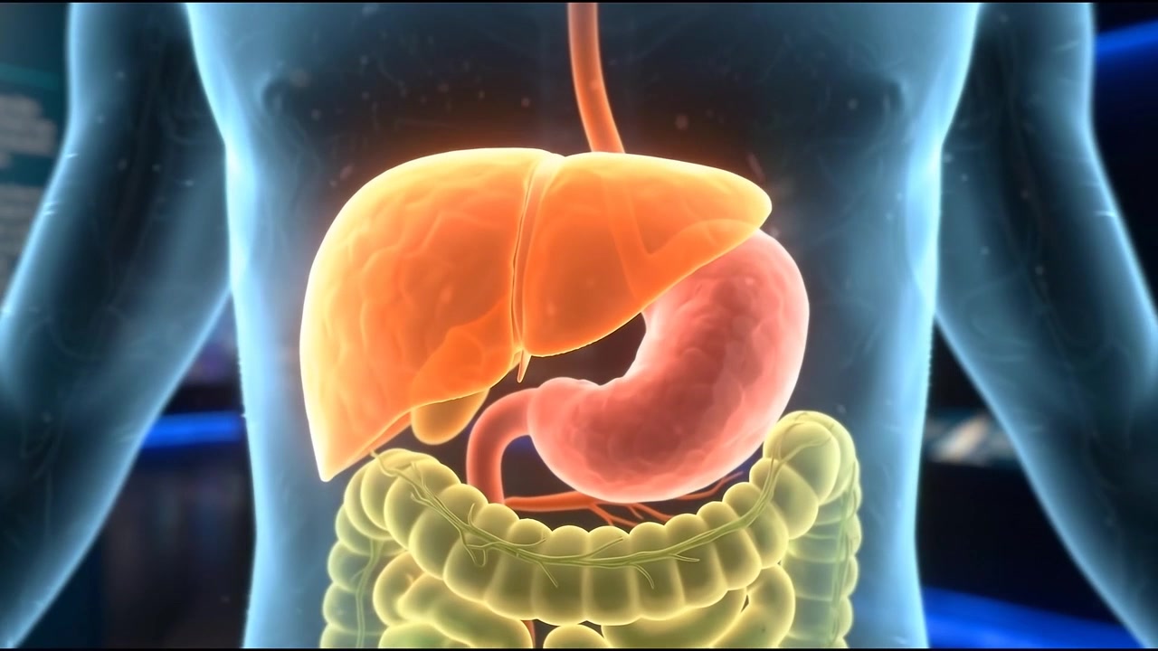 3D Medical Animation of Human Digestive System Anatomy