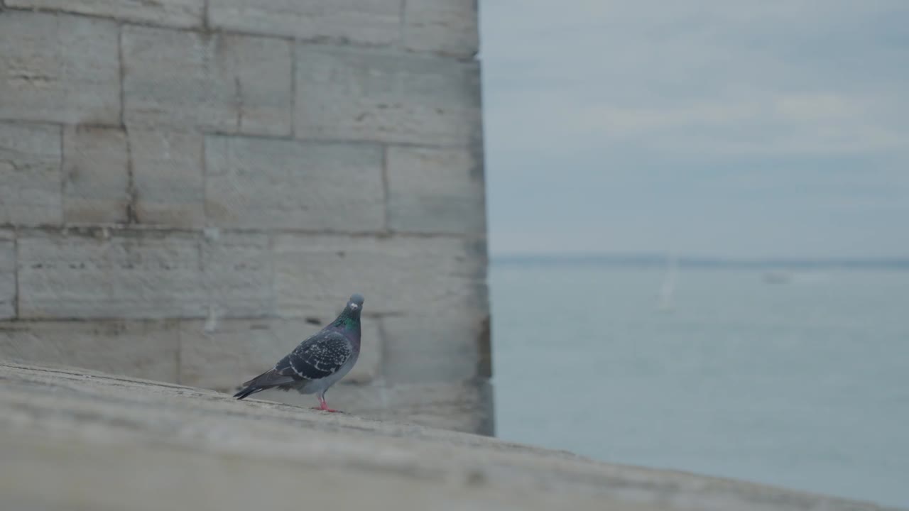 Un piccione esita su una torre marittima e alla fine si tuffa via