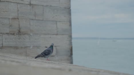 la paloma duda en una torre junto al mar y finalmente se zambulle