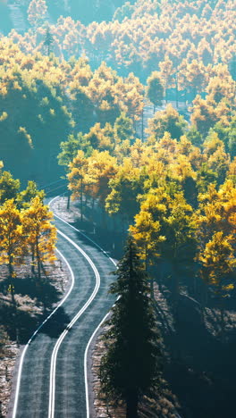 autumn road through a forest