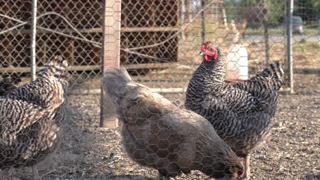 K-Chickens-at-the-farm-protected-by-chicken