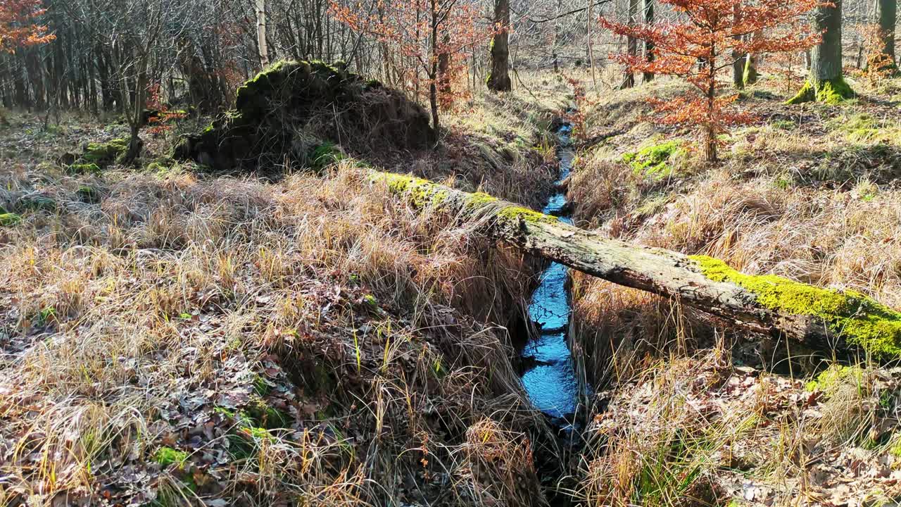 En fredfyldt kamerapanorering gennem en dansk skov. Den viser levende grønt mos ved foden af høje træer, gyldent vintersollys og en smal bæk krydset af en væltet mosbegroet træstamme.