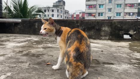 Gato-Blanco-Negro-Naranja-Sentado-En-La-Azotea-Antes-De-Alejarse