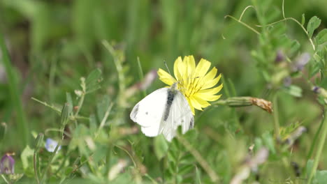 Mariposa-Blanca-De-Repollo-Alimentándose-De-Una-Flor-Amarilla-En-El-Prado-Y-Luego-Volar