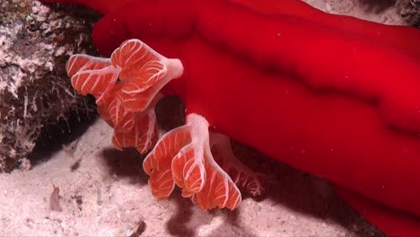 branquias de bailarina española nudibranquio primer plano filmado en el mar rojo por la noche