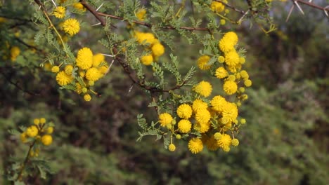 acacia's growing in the kalahari desert