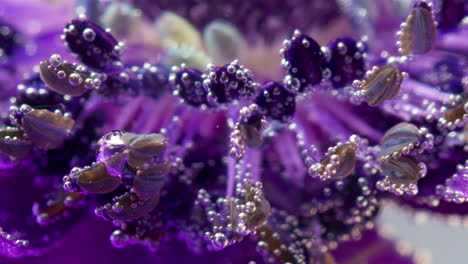 macro photography of a purple flower with bubbles