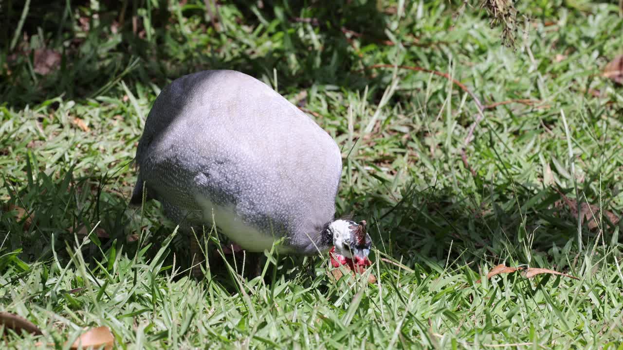 Bird pecking and moving through green grass