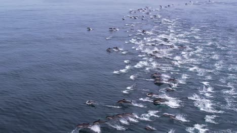 Seltene-Drohnenaufnahmen-Von-Tausenden-Von-Gemeinen-Delfinen,-Die-In-Einer-Mega-Gruppe-In-Perfekten-Kalifornischen-Gewässern-Vor-Der-Küste-Von-Dana-Point,-Kalifornien,-Herumstürmen