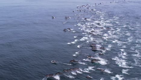 raras imágenes de aviones no tripulados de miles de delfines comunes estampando en una mega cápsula en perfectas aguas de cal frente a la costa de dana point, california