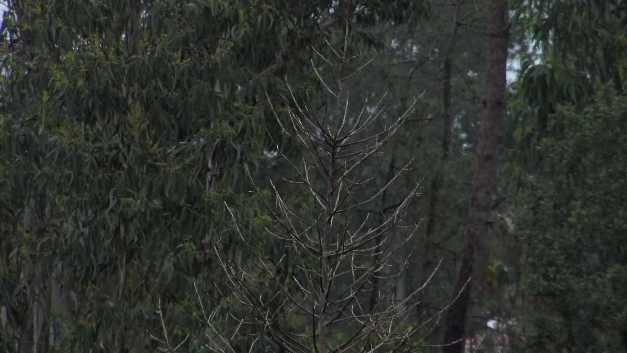 죽은 나무의 클로즈업