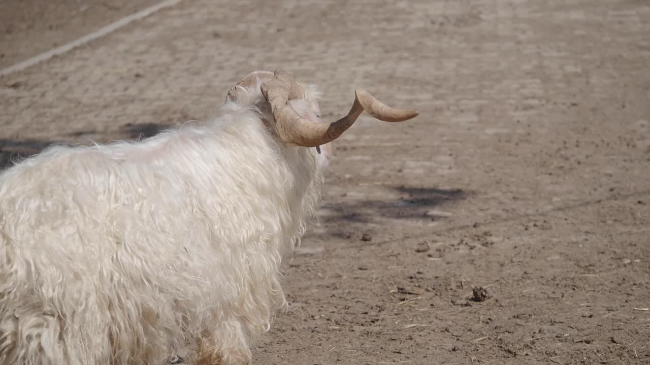 Des chèvres dans une ferme