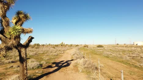 Empujón-Suave-A-Lo-Largo-De-Una-Cerca-Temprano-En-La-Mañana-Con-Largas-Sombras-En-El-Desierto-Alto-Con-árboles-De-Joshua