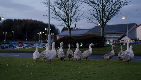 Gaggle-of-geese-outside