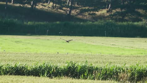 Buzzard-west-european-eagle-chasing-smaller-bird-in-slow-motion