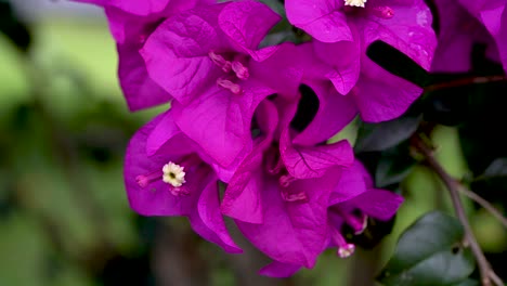 macro close up exotic tropical bougainvillea blossoms after rain, fresh floral background