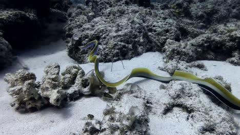 a ribbon eel os swimming over coral reef in mauritius island