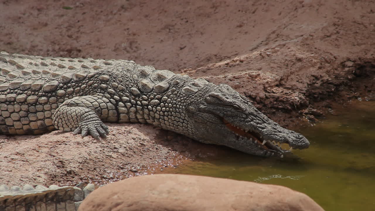 Crocodile resting beside shallow water in dry desert environment showing reptile texture rough skin natural habitat sunlight heat calm wildlife behavior