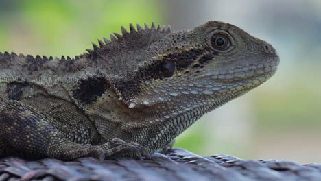 Australian-Water-Dragon--staying-almost-motionless