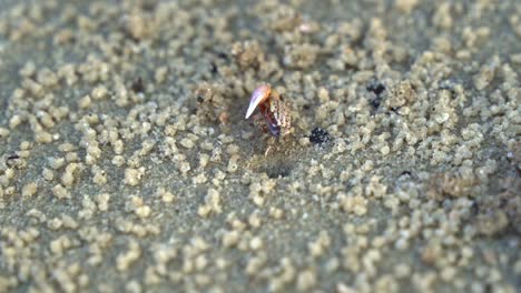 male sand fiddler crab with a single enlarged claw, foraging and sipping minerals from the sandy beach, consuming micronutrients and forming small sand pellets