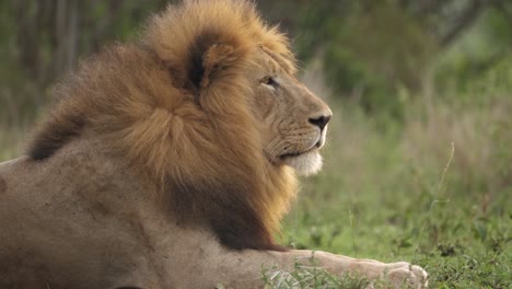Nahaufnahme-Eines-Männlichen-Afrikanischen-Löwen,-Der-Nach-Rechts-Schaut,-Mit-Mähne,-Die-Im-Wind-Weht