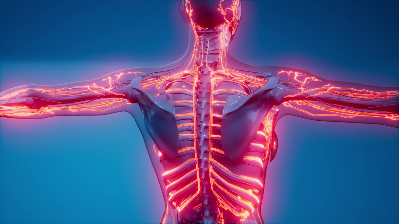 vasos sanguíneos del cuerpo humano