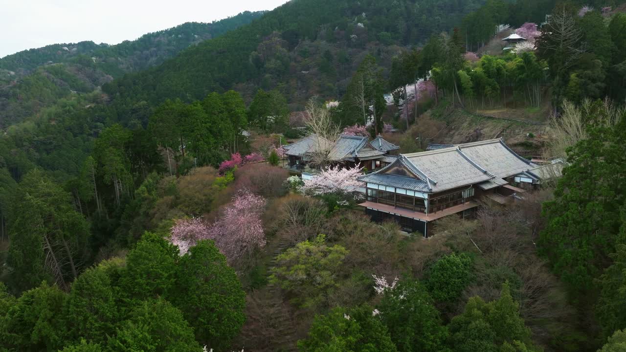 Aerial view of Japanese cherry blossom along Famous Kyoto Temple, drone fly spring Sakura