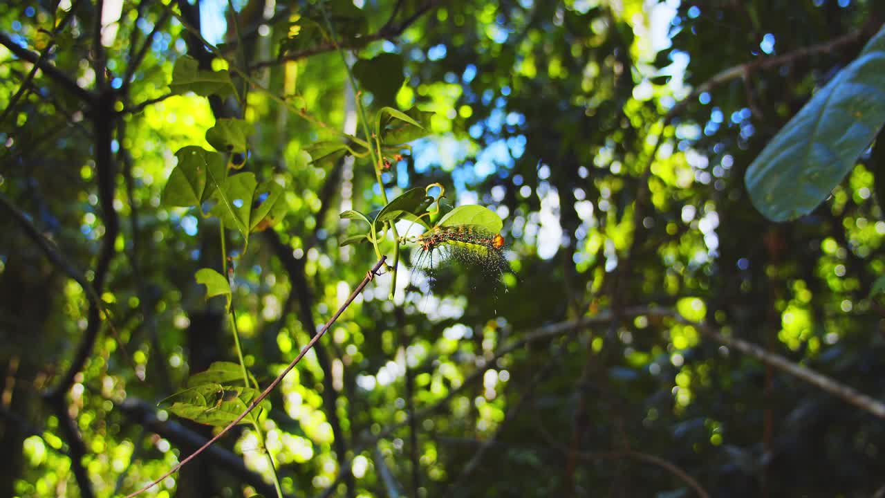 Wide shot of Saturniidae moth caterpillar, adorned with spineson a leaf in Peru’s Amazon.