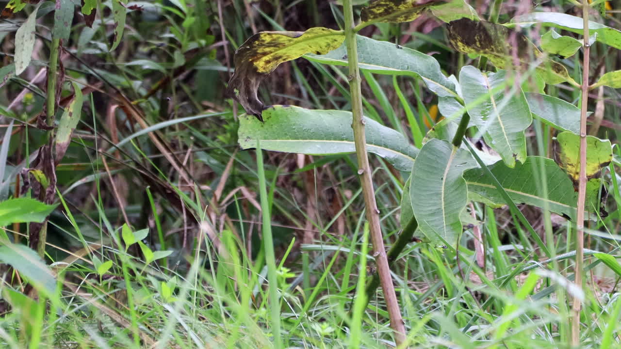 들판의 키 큰 잡초 속으로 사라지고 있는 마모
