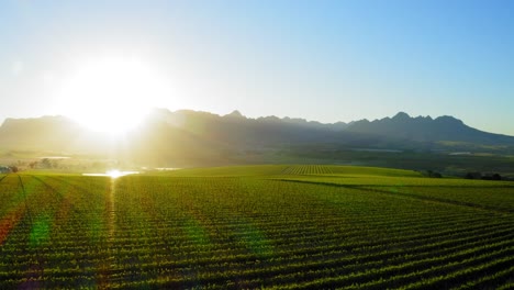 reverse over green vineyards on farm at sunrise with blue mountains in background, aerial, stellenbosch cape town