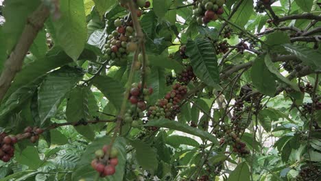 granos de café luwak crudos en el árbol de coffea en bali, sudeste de asia - primer plano