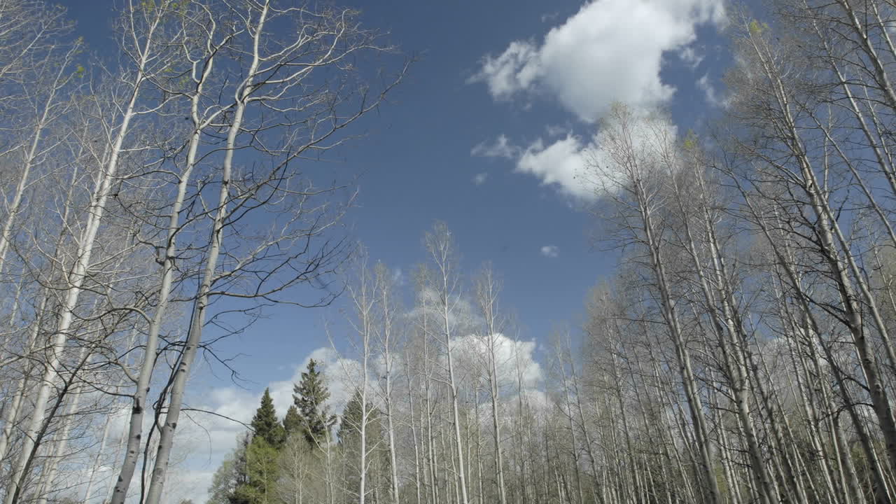 뉴멕시코 호프웰 레이크의 아스펜 나무 위로 구름이 지나가는 시간 경과