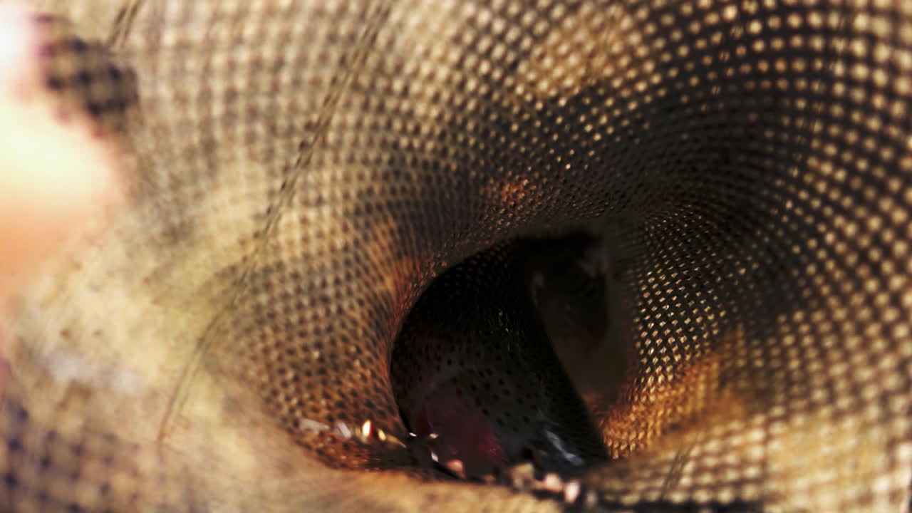 trucha capturada en redes de pesca