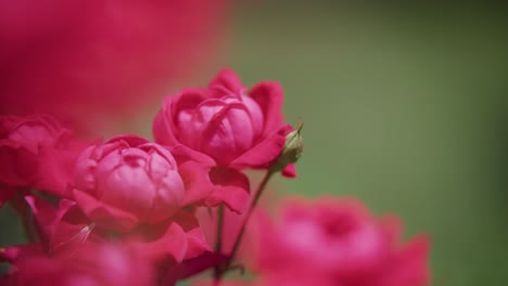 hermosa y vibrante flor rosada en la primavera