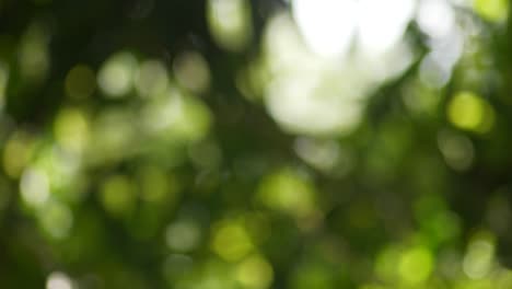 long tilt shot with beautiful bokeh in nature down to growing bunch on bananas